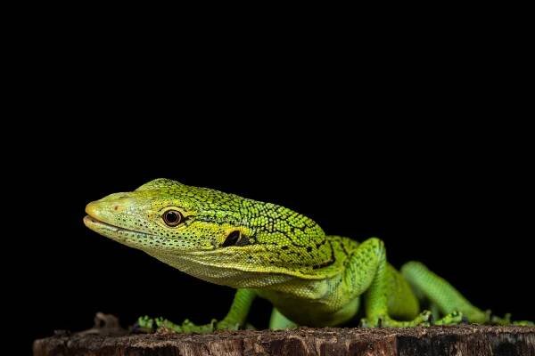 Varanus prasinus "merauke"