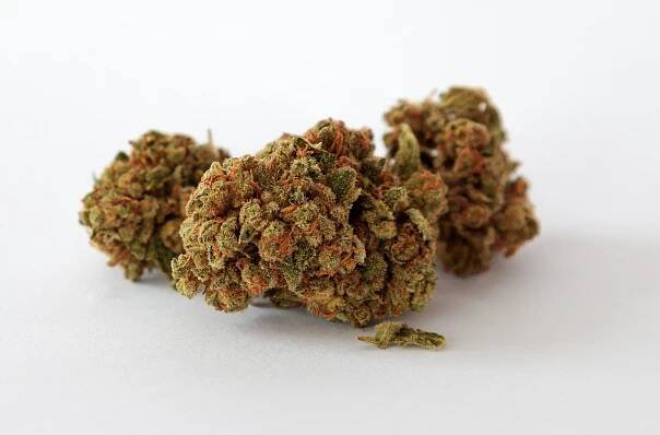 Konopí z lékárny s vyrovnaným poměrem CBD a THC.