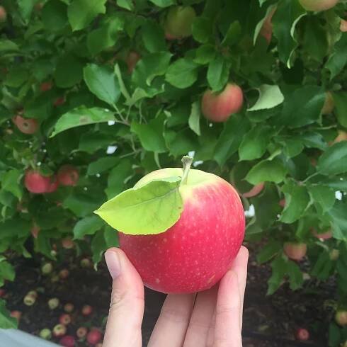 Our day out apple picking - by Jana Rushforth