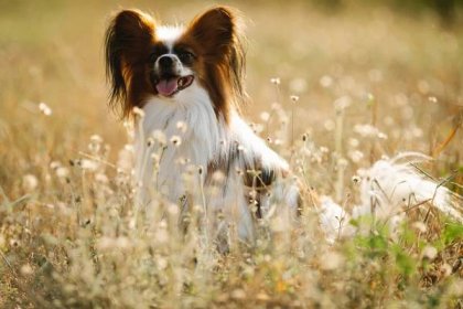 10 Incredible Papillon Dog Facts You Never Knew