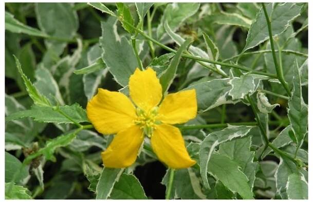 Kerria japonica 'Picta' Zákula japonská 'Picta'