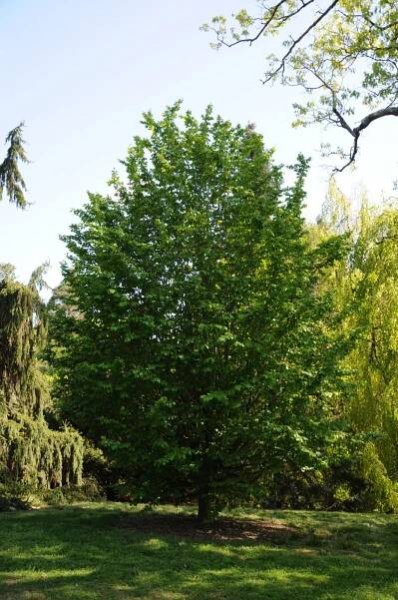 Parrotia persica