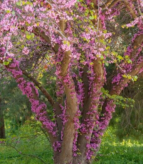 Zmarlika Jidášova - Cercis siliquastrum - osivo zmarliky - 6 ks