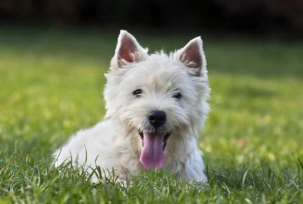 West highland white teriér