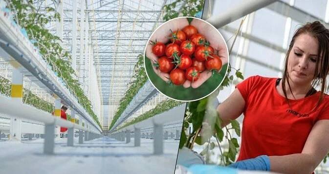 Supermoderní skleník na Moravě: 40 tisíc sazenic rajčat už klíčí: Domácí cherry budou na přelomu roku