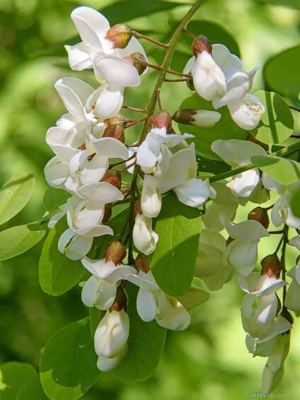 Trnovník akát (Robinia pseudoacacia)