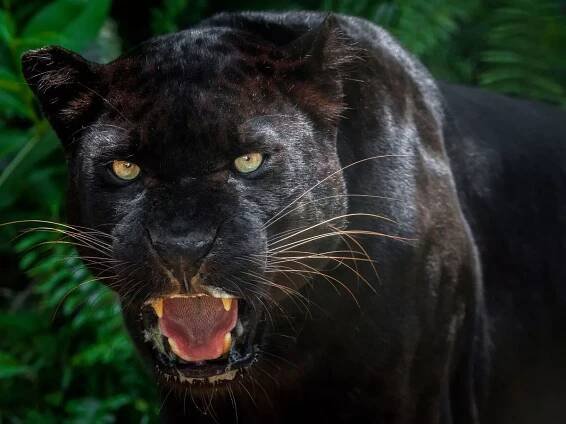 'Big cat' sighting as 'black panther' terrorises village for second time this summer