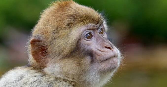 ▷10 nejčastěji chovaných druhů opic: exotický chovatel | Hobbio.cz