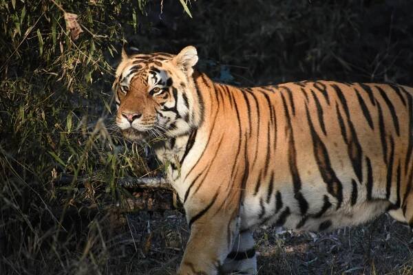 Eye of the tiger: Why spotting these iconic big cats in India has never been easier