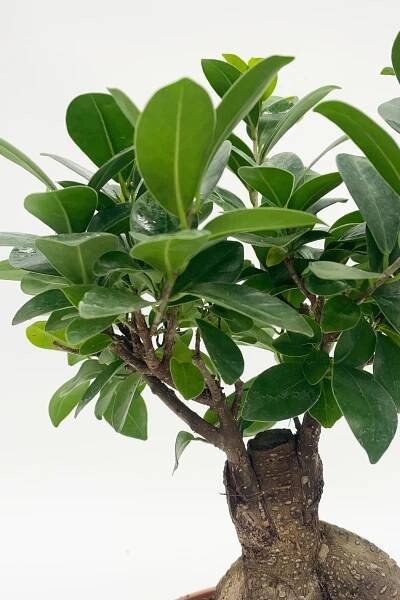 Bonsai Ficus Ginseng - H50cm - 3