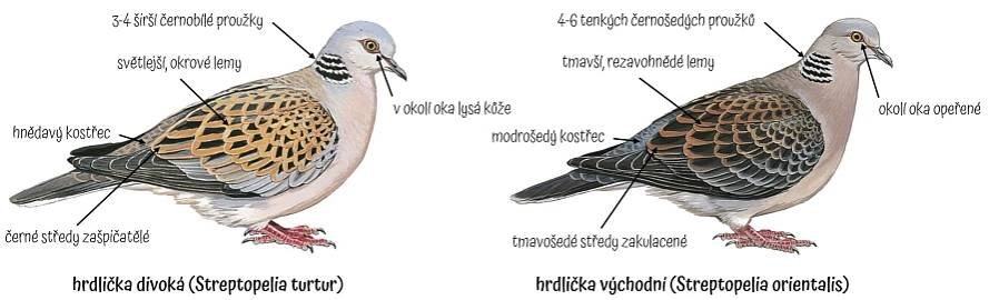 Novinky | Jihomoravská pobočka ČSO | Česká společnost ornitologická
