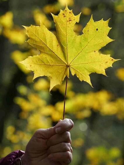 National Symbol of Canada