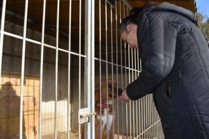Přeplněný útulek Bouchalka: Lidé stále ještě vrací zvířata pořízená za covidu