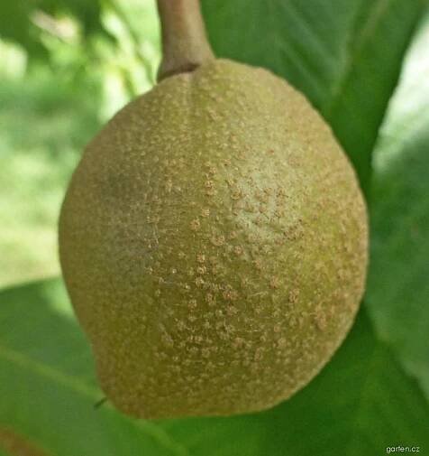 Jírovec Dupontův (Aesculus x dupontii var hessei), plody, plodenství