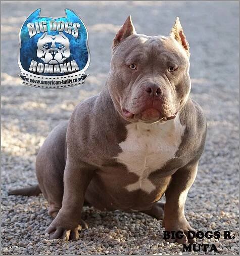 Muta – American-Bully.ro – Bully Romania big dogs caini