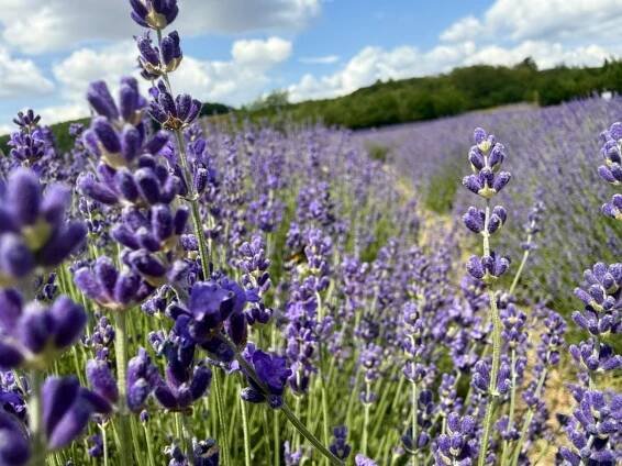 Levandulové údolí: ráj na zemi a česká Provence 30 minut od Prahy