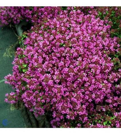 Thymus praecox COCCINEUS - mateřídouška časná