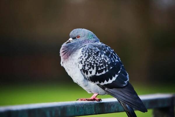 bezplatná Základová fotografie zdarma na téma avifauna, bariéra, bokeh Základová fotografie