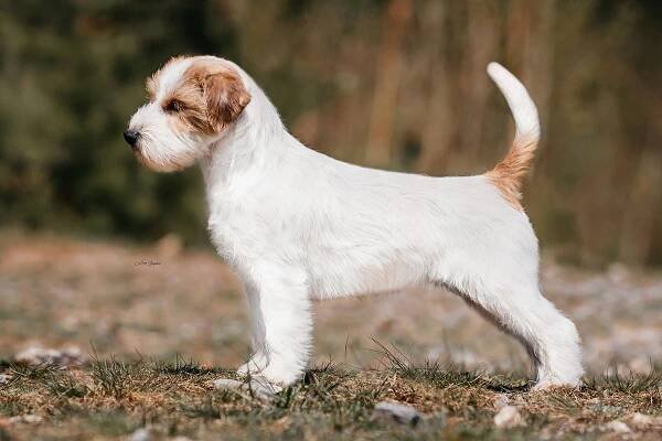 Jack Russell terier - štěňata s PP — Dogva.com