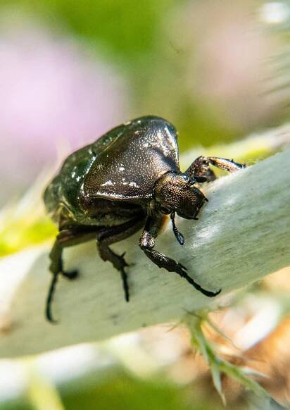 bezplatná Detail Weevil Na Stonku  Základová fotografie