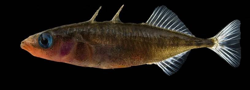 Søren Skarby’s "Scaled Up" project: The stunning, ultra-detailed world of fish: Digital Photography Review