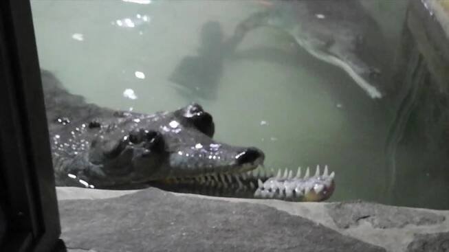 Krokodýlí zoo doufá ve vylíhnutí ohrožených gaviálů