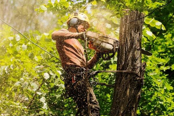 Tree Removal Sacramento