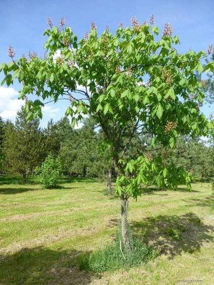 Jírovec Dupontův - habitus v květu (Aesculus x dupontii var hessei)