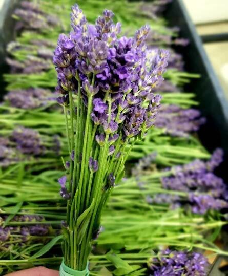 Creekside Natural Farm, Minooka, IL – Blog