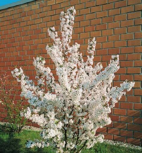 Okrasná třešeň kurilská ´BRILLANT´ 100-110 cm, kont. 2,5 l