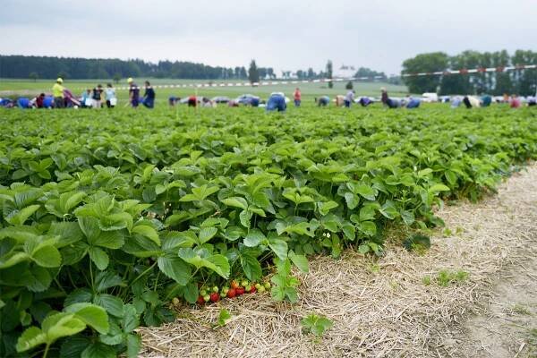18. červen 2016 – samosběr jahod – Farma u Miklasů