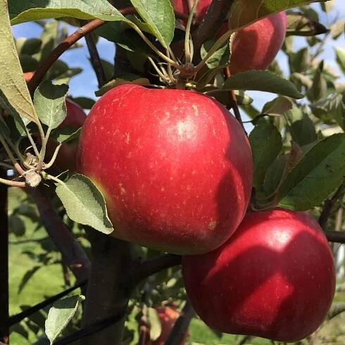 Idared Apple