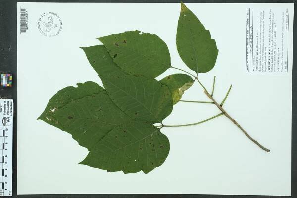 Toxicodendron radicans - Species Page - APA: Alabama Plant Atlas 