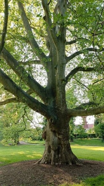 Photos • Platan javorolistý (Notable tree) • Mapy.com