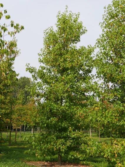 Liquidambar styraciflua 'Lane Roberts'