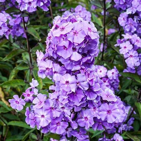 Phlox paniculata ‘Blue Paradise’