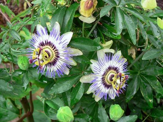 Passiflora caerulea