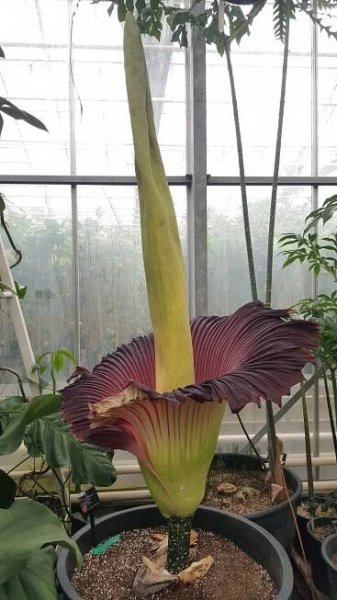 Open spathe of titan arum, Silke Strickrodt © RBG Kew