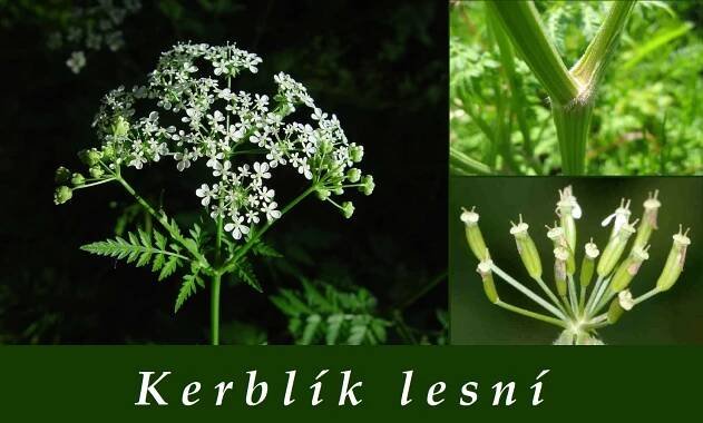 Kerblík lesní - účinky, co léčí, použití, užívání, využití pro zdraví