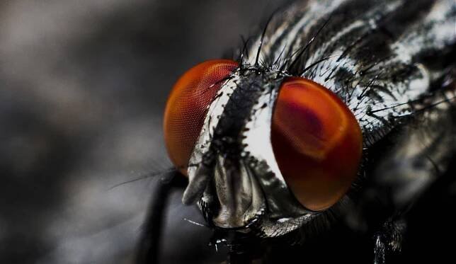 bugs-for-bugs-slider-03