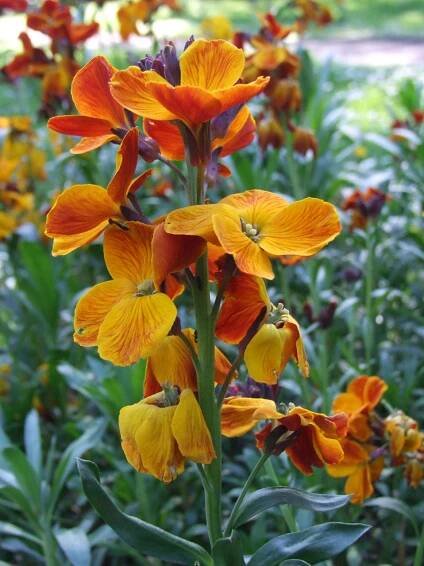 Soubor:Cheiranthus cheiri a1.jpg