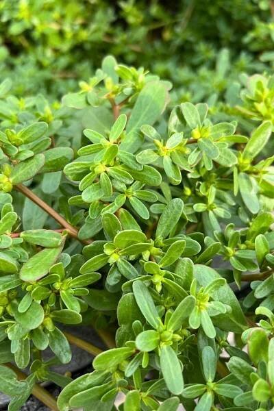 Purslane