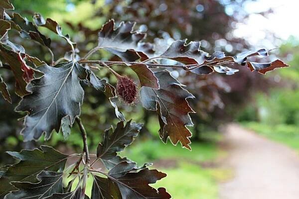 Buk lesní Rohanii (Fagus sylvatica)