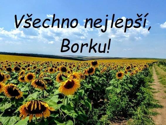 Nejkrásnější blahopřání k svátku pro Borka na jednom místě. Vyberte si!