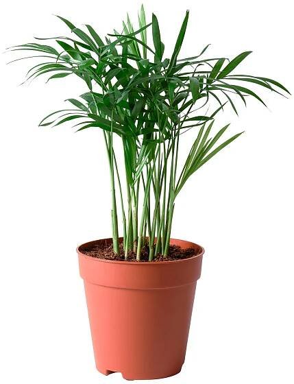 CHAMAEDOREA ELEGANS Rostlina - Palma horská 9 cm
