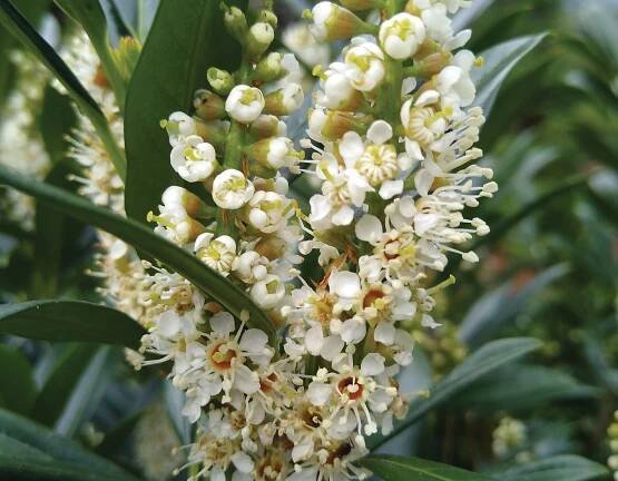 Napoleon® Prunus - Image 2