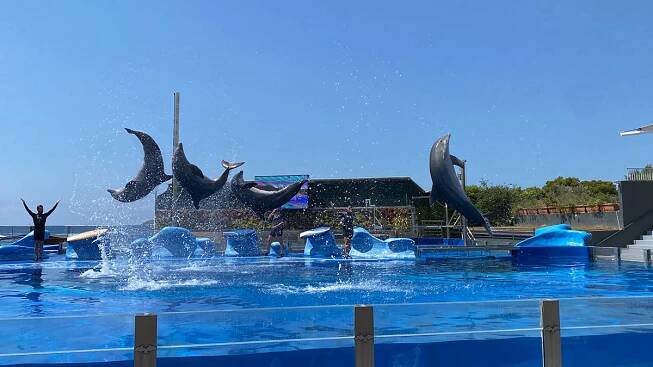 Delfinárium Marineland Mallorca
