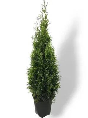 Zerav západní (Thuja Smaragd) K 10 l - (120-160 cm)