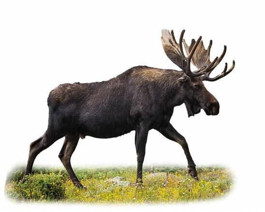 Elch - Wildtiere in Europa