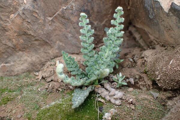 Cosentinia